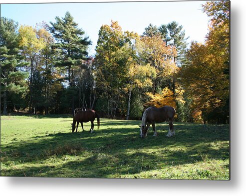Landscape Metal Print featuring the photograph Contentment by Doug Mills