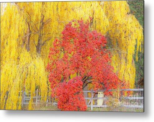 Trees Metal Print featuring the photograph Contrasting trees by Merle Grenz