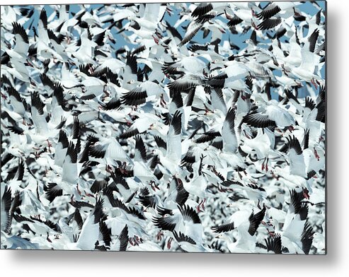 Snow Metal Print featuring the photograph Controlled Chaos by Everet Regal