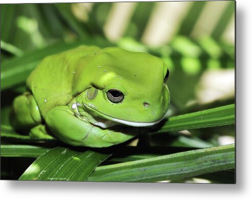 Green Frog Photography Metal Print featuring the photograph Cool green frog 001 by Kevin Chippindall
