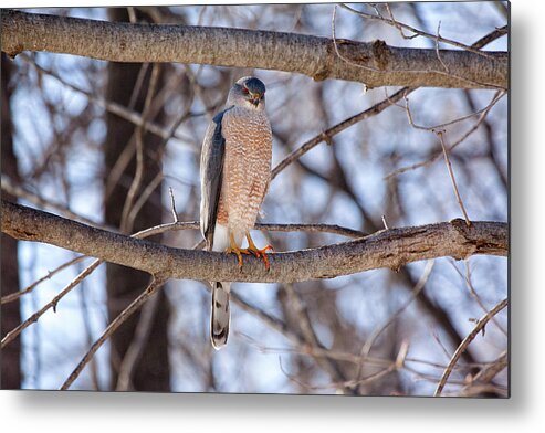 Hawk Metal Print featuring the photograph Cooper's Hawk by Eunice Gibb