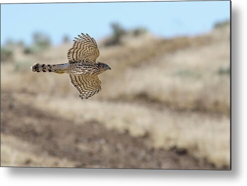 Accipiter Metal Print featuring the photograph Coopers Hawk in flight by Rick Mosher