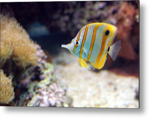 Nature Metal Print featuring the photograph Copper-banded Butterfly Fish by Kathleen Stephens