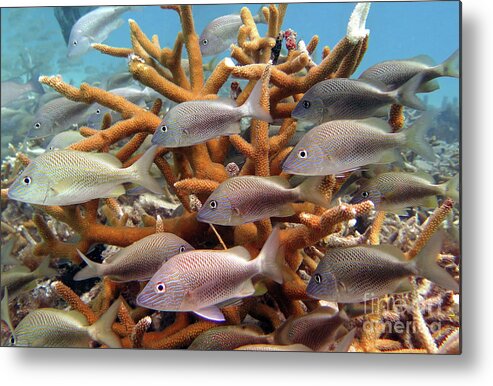 Underwater Metal Print featuring the photograph Coralpalooza 1 by Daryl Duda