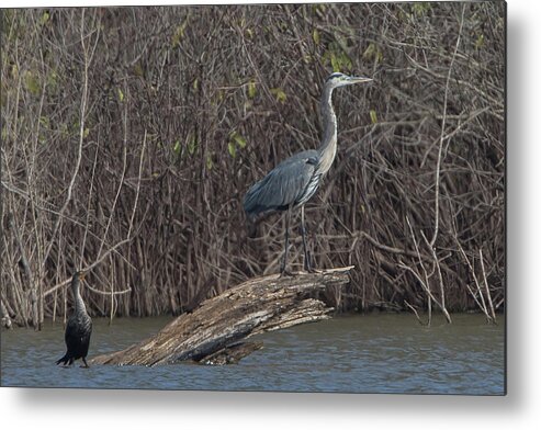 Ronnie Maum Metal Print featuring the photograph Cormorant and Heron by Ronnie Maum