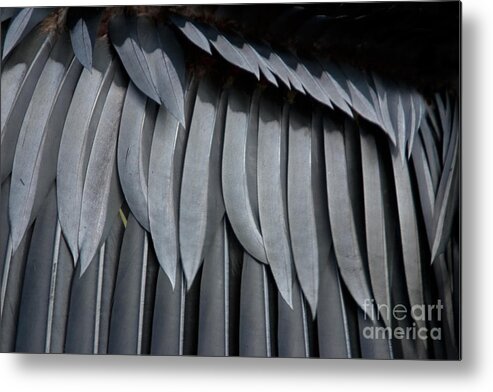 Nature Metal Print featuring the photograph Cormorant wing feathers abstract by John Harmon