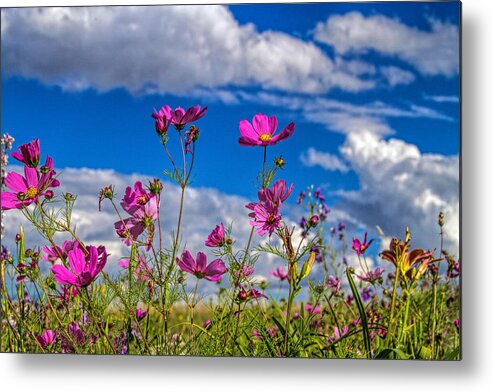 Botanical Metal Print featuring the photograph Cosmos Sky by Alana Thrower
