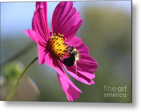 Bumblebee Metal Print featuring the photograph Cosmos with Bumblebee by Yumi Johnson