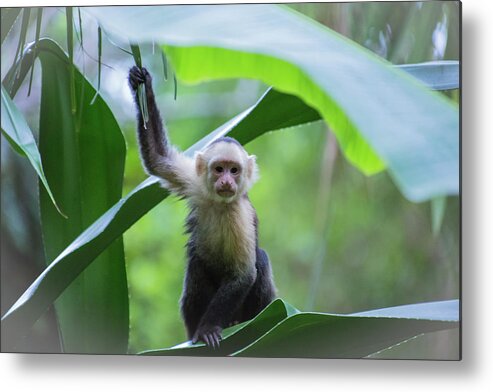 Costa Rica Metal Print featuring the photograph Costa Rica Monkeys 1 by Dillon Kalkhurst