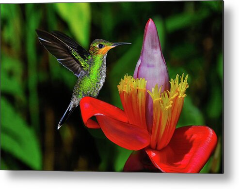 Hummingbird Photographs Metal Print featuring the photograph Costa Rican Hummingbird by Harry Spitz