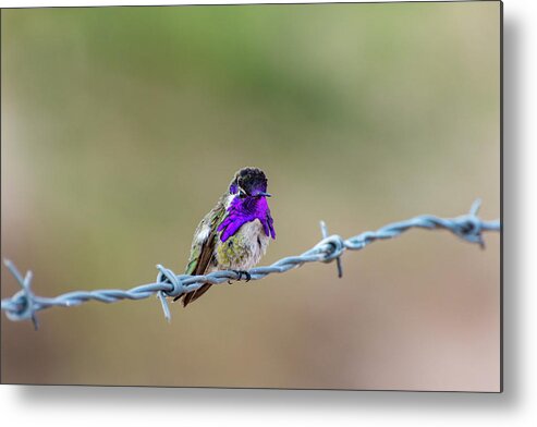 Nature Metal Print featuring the photograph Costa's Hummingbird by Douglas Killourie