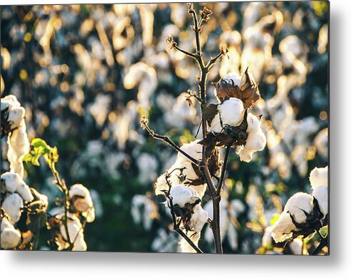 Fluffy Metal Print featuring the photograph Cotton Field 21 by Andrea Anderegg