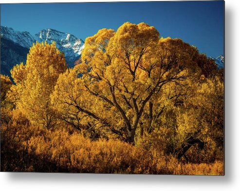 Alabama Hills Metal Print featuring the photograph Cottonwood and Willow by Dan Holmes