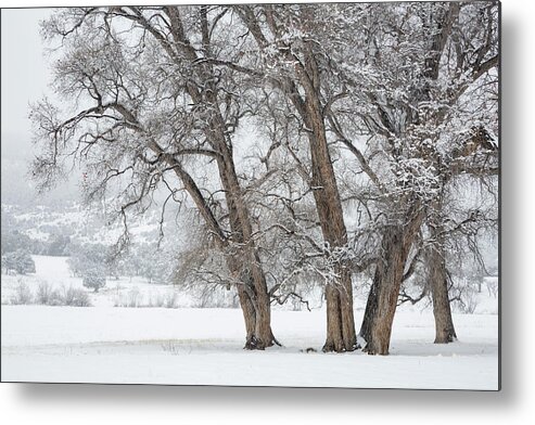 Cottonwood Metal Print featuring the photograph Cottonwood Companions by Denise Bush