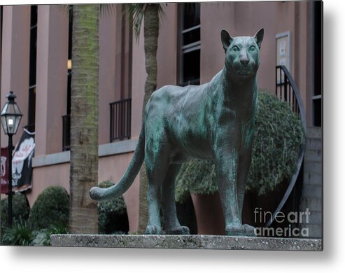 Cougars Metal Print featuring the photograph Cougar on the Grounds by Dale Powell