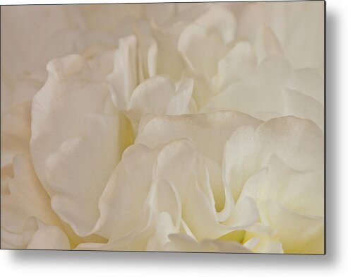 Begonia Petals Metal Print featuring the photograph Could It Be Lemon Meringue by Sandra Foster