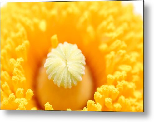 Flower Metal Print featuring the photograph Coulter's Poppy 5 by Amy Fose