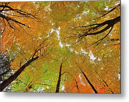 Maple Metal Print featuring the photograph Cover Up by Tony Beck