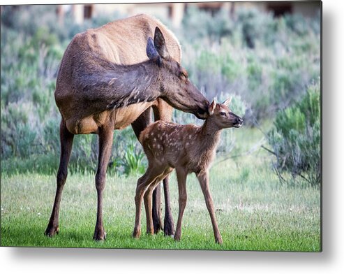 Elk Metal Print featuring the photograph Cow and Calf Elk by Wesley Aston