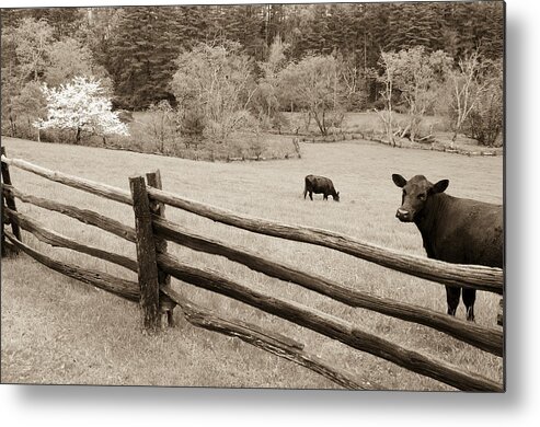 North Carolina Metal Print featuring the photograph Cow Looking Over Split Rail Fence on the Blue Ridge Parkway by John Harmon