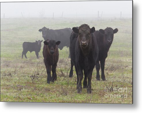 Cow Metal Print featuring the photograph Cows by Anthony Michael Bonafede