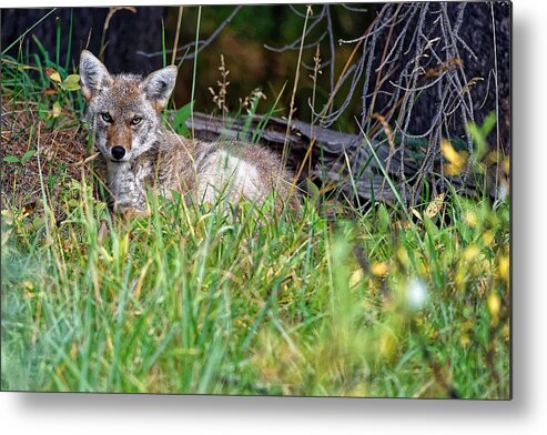 Wild Life Coyote Metal Print featuring the photograph Coyote by Edward Kovalsky