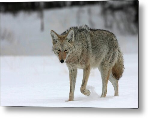 Coyote Metal Print featuring the photograph Coyote by Ronnie And Frances Howard