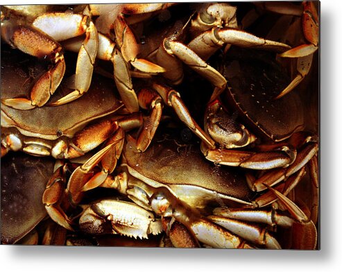Ocean Metal Print featuring the photograph Crabs Awaiting their Fate by Jennifer Bright Burr