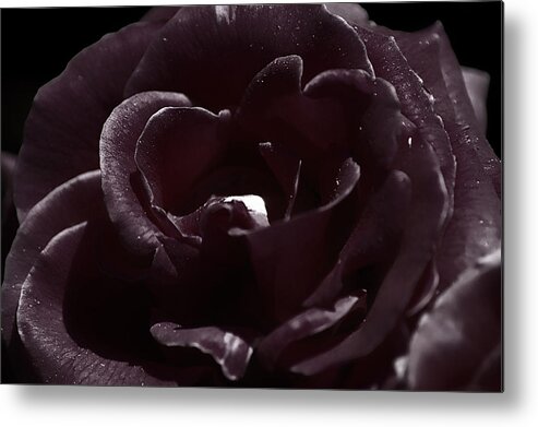 Clay Metal Print featuring the photograph Cranberry Rose by Clayton Bruster