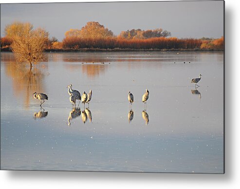 Sandhill Cranes Metal Print featuring the photograph Cranes at the Bosque 1 by Diana Douglass