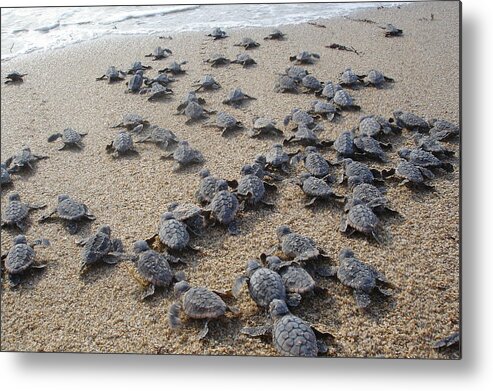 Sea Turtle Metal Print featuring the photograph Crawl to the Ocean by Mary Wozny