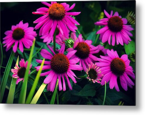  Metal Print featuring the photograph Crazy for Coneflowers by Kendall McKernon