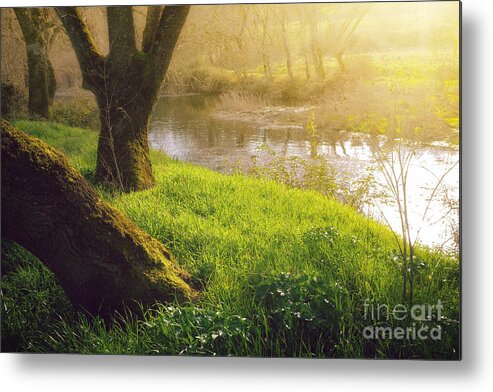 River Metal Print featuring the photograph Creek Shore by Carlos Caetano
