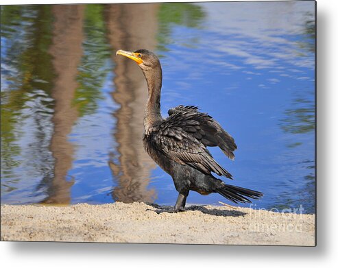 Double Crested Cormorant Metal Print featuring the photograph Creekside Cormorant by Al Powell Photography USA