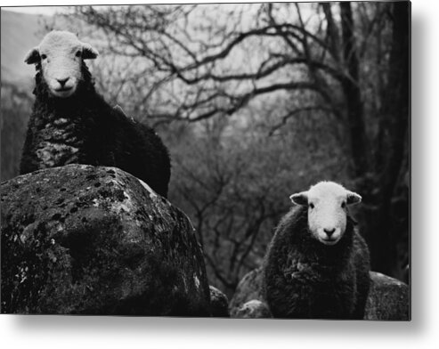 Sheep Metal Print featuring the photograph Creep Sheep by Justin Albrecht