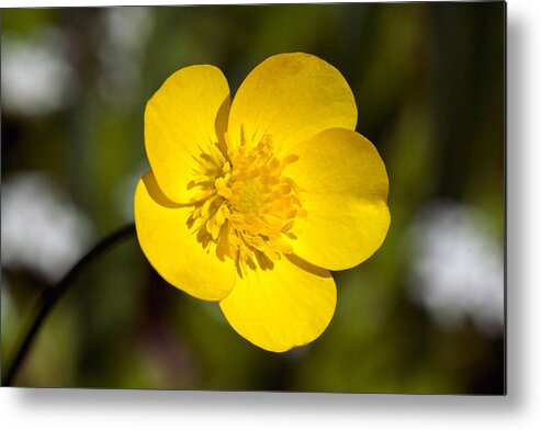 Bloom Metal Print featuring the photograph Creeping Buttercup Flower by Michael Russell