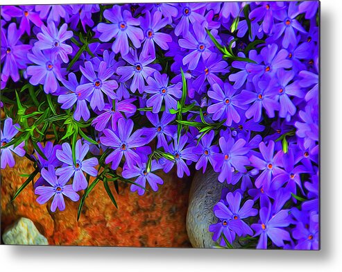 Phlox Metal Print featuring the photograph Creeping Phlox 1 by Dennis Lundell