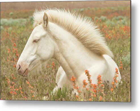 Horse Metal Print featuring the photograph Cremello Beauty by Kent Keller