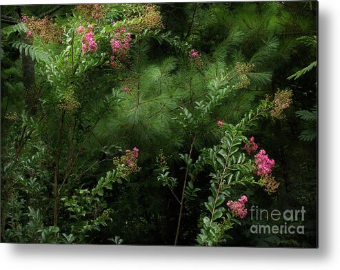 Crepe Myrtle Metal Print featuring the photograph Crepe Myrtle by Mike Eingle