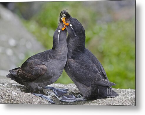 Crested Auklet Metal Print featuring the photograph Crested Auklet Pair by Desmond Dugan/FLPA