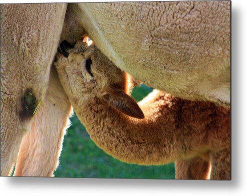 Baby Babies Cira Baby Cria Baby Alpacas Metal Print featuring the photograph Cria feeding by David Matthews