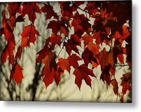 Leaves Metal Print featuring the photograph Crimson Red Autumn Leaves by Chris Berry
