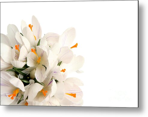 Crocus Metal Print featuring the photograph Crocus by Boon Mee