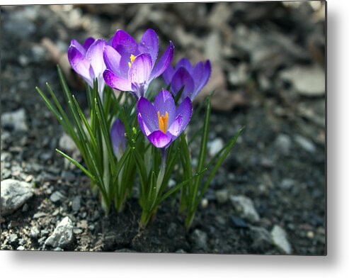 Flower Metal Print featuring the photograph Crocus In Bloom #2 by Jeff Severson
