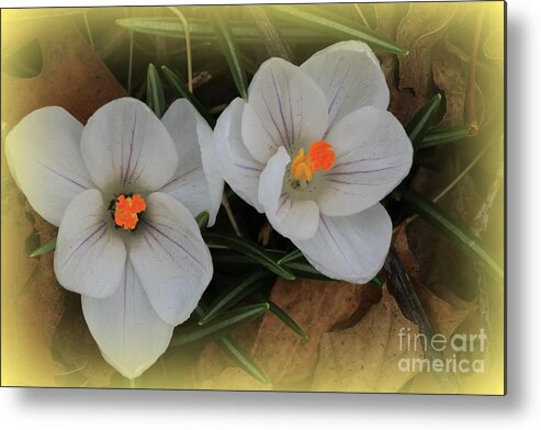 Spring Metal Print featuring the photograph Crocuses by Rick Rauzi