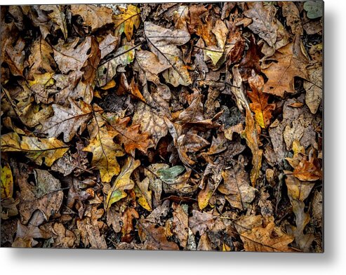 Leaves Metal Print featuring the photograph Crunched Out by Michael Brungardt
