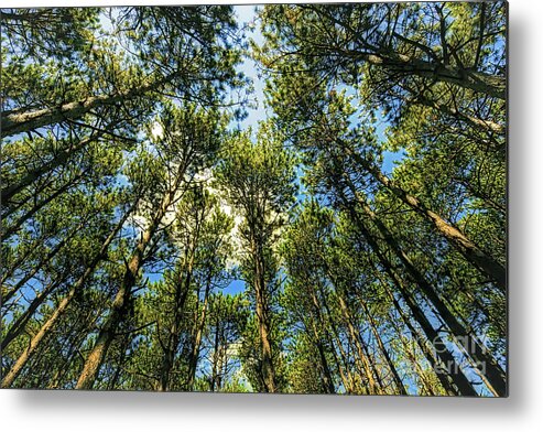 Crystal Lake Il Metal Print featuring the photograph Crystal Lake il Pine Grove and sky by Tom Jelen