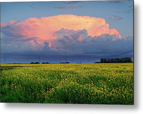 Summer Metal Print featuring the photograph Cumulus and Canola by Dan Jurak