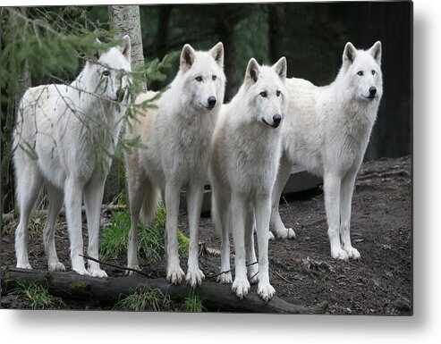 Wolves Metal Print featuring the photograph Curiosity by Elvira Butler