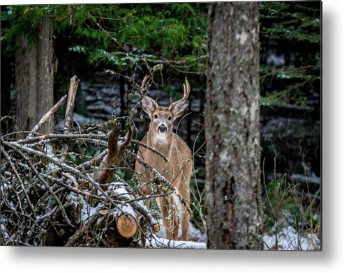 Wildlife Metal Print featuring the photograph Curious Buck by Lester Plank